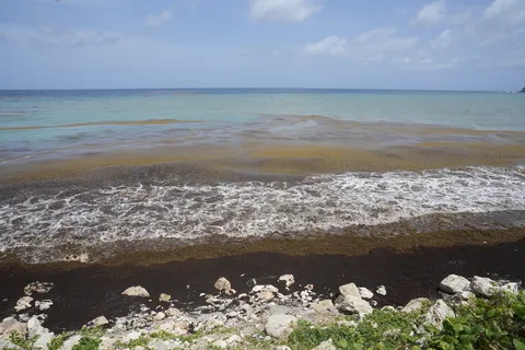 Sargazo — PLAYA LOS PATOS (Sur)